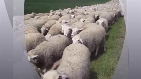 Sheep No More