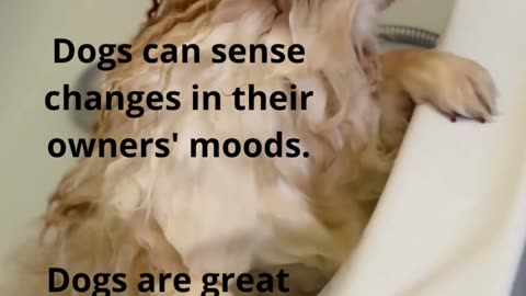 🐶 Laughs and Licks: A Compilation of Hilarious Dogs 🐾