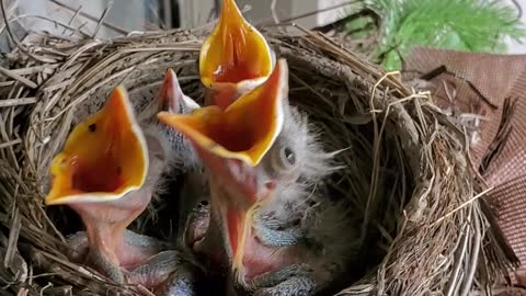 Sleepy Baby Birds Fooled by Knock Into Thinking It's Feeding Time