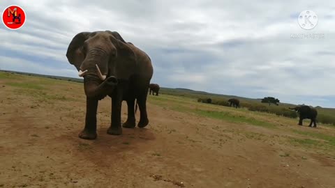 Elephant nice video is good