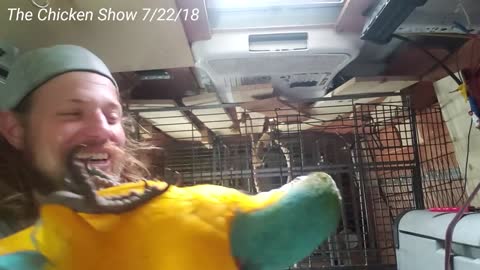 THE CHICKEN SHOW! Starting Marty The Macaw
