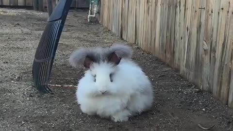 Fluffy rabbit slow motion spazzes out