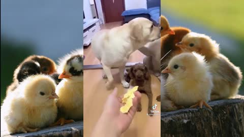 Funny -dog -Videos *Compilation* cute- moment of the animals