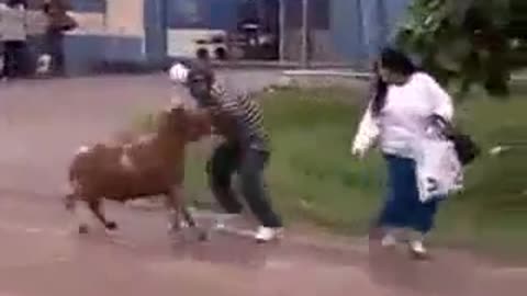 Goat hit the women & fight with man