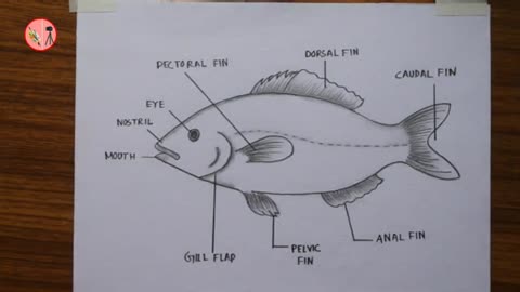 How to sketch and label a fish for your kids.
