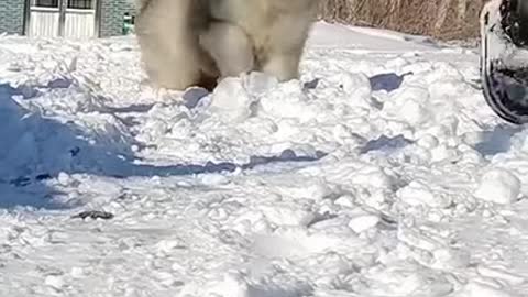 Amazing White Dog Video