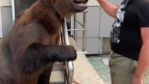 Get up close and personal with the big brown bear