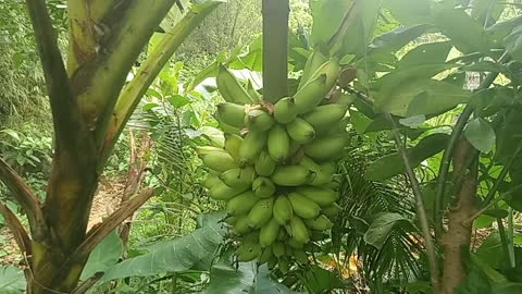 Harvesting banana 🍌