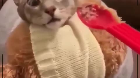 Cats funny reaction