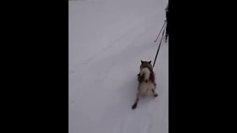 The guide dog is very fond of the owner