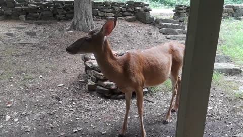 Pet deer stops by for a chat.