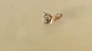 duck tricks tiger incredibly