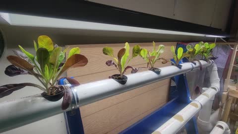 Hydroponics Indoors ~ Update