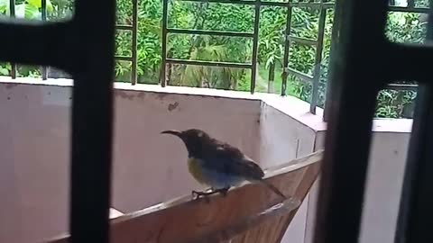A beautiful small and dancing bird in corridor