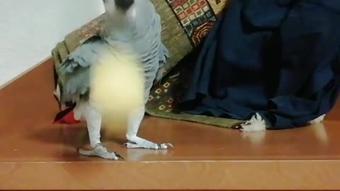 Ha ha ha! Parrot has fun playing the ball and laughing!