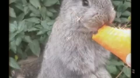 little rabbit eats carrots