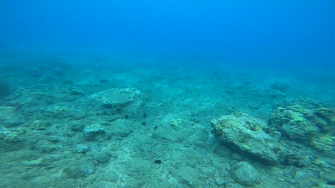 Green Turtles of Maui