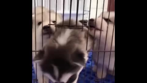 please let me out i want to play