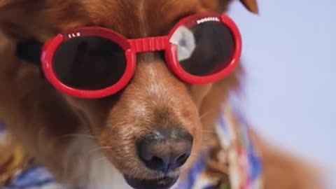 Cute and funny dogs videos _ Dog funny