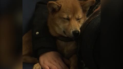 Puppy Struggles To Stay Awake While Cuddling With Owner