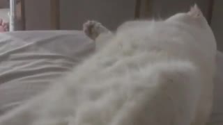 Cat Acting Dead