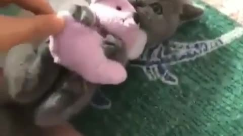Cutest Kitten Holding On His Toy