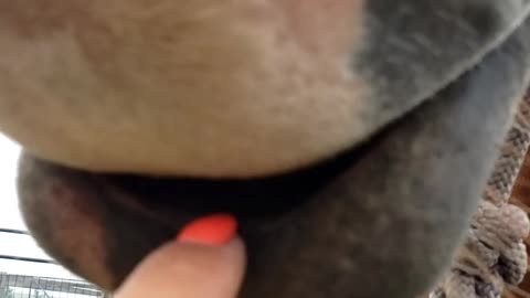 Floppy horse lip