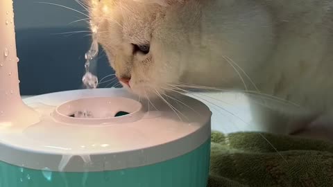 Cute cat trying to drink water funnny seen 😀😀