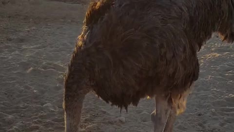 Ostrich in safari