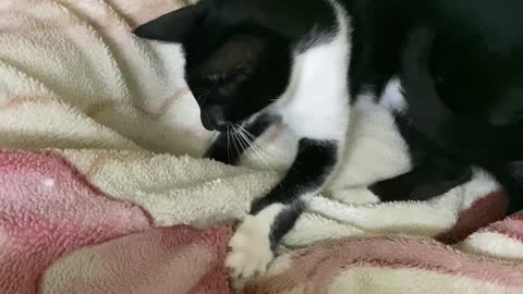 Black Beauty Cat Playing in Blanket .