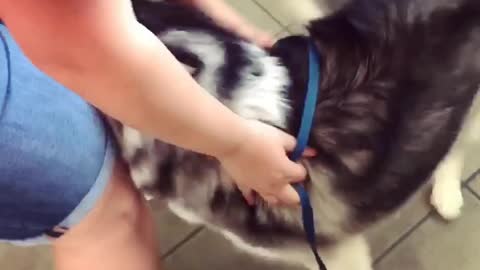 Ellie Sky the husky gets super excited to see her pawrents!