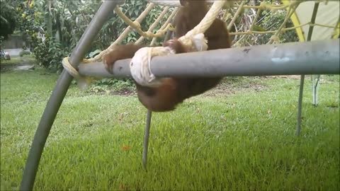 Baby Sloths Being