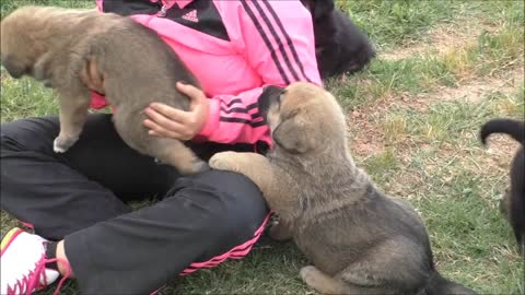 Litter of 10 Spanish Mastiff puppies from Valdejera