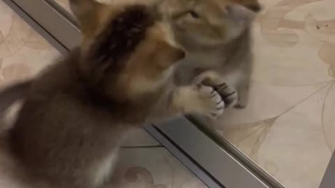cute cat playing with its own reflection