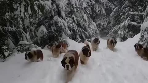 beautiful snow dogs