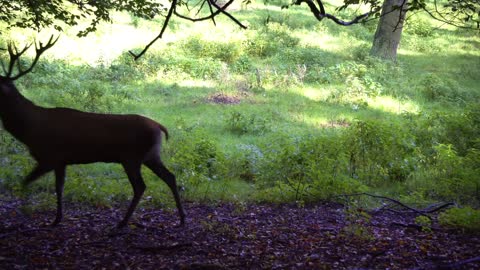 Beautiful deer in the jungle