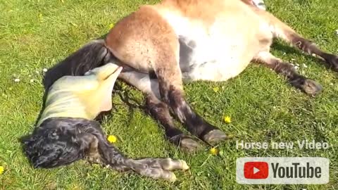 Amazing Horse mother giving birth animals lovers