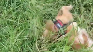 Dog Goes Rolling in Grass