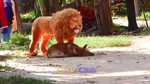 best prank collections top 15 fake lion prak mmmmm