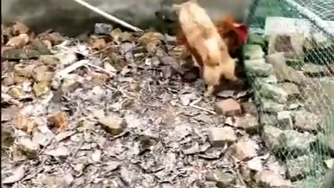 funny vedio chickin vs dog fight
