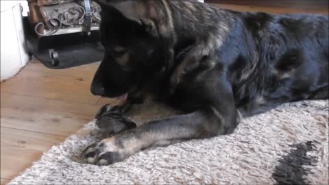 German Shepherd gently watches over quail chick