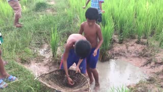Awesome Hand Catching Fish - Catch A Lot Of Fish At Rice Field
