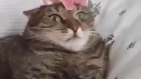 Cat goes into error mode because of a flower