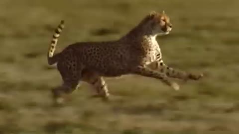 WORLDS FASTEST ANIMALS FAIL Grants Gazzele Take Down Cheetah