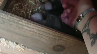 Ferret Introduces Her Human to Her Babies