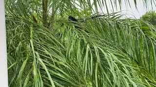 Three Monkeys Visit Porch During Hurricane