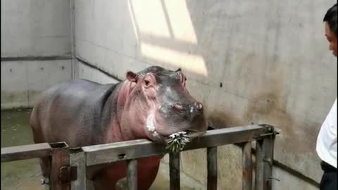 The breeder feeds the hippopotamus with pineapple