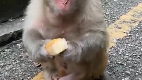 🐒 Cute Baby Monkey🐵 #15