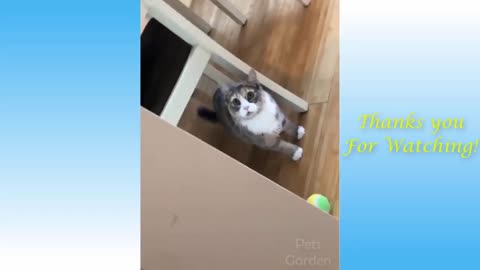 funny and cute cat`s life