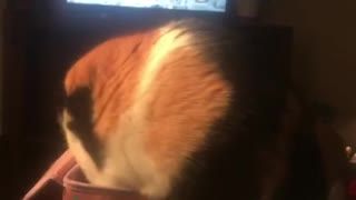 Cat Climbs In A Box And Falls Off The Couch